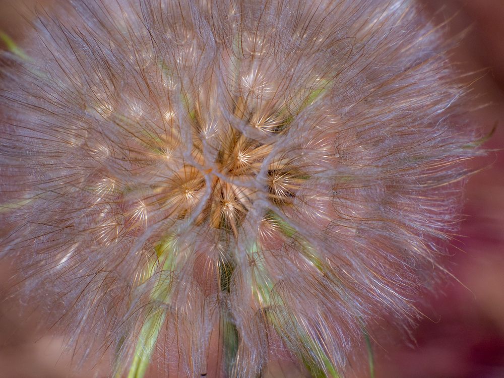 USA-Washington State-Eastern Washington fluffy seed head of Salsify dandelion art print by Sylvia Gulin for $57.95 CAD