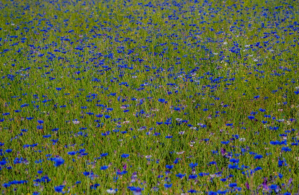 USA-Washington State-Palouse and field of blue bachelor buttons flowering art print by Sylvia Gulin for $57.95 CAD