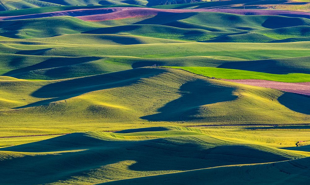 USA-Washington State-Palouse and Steptoe Butte State Park view of Wheat and Canola art print by Sylvia Gulin for $57.95 CAD