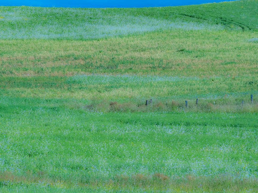 USA-Washington State-Palouse grass fields that were not being farmed art print by Sylvia Gulin for $57.95 CAD