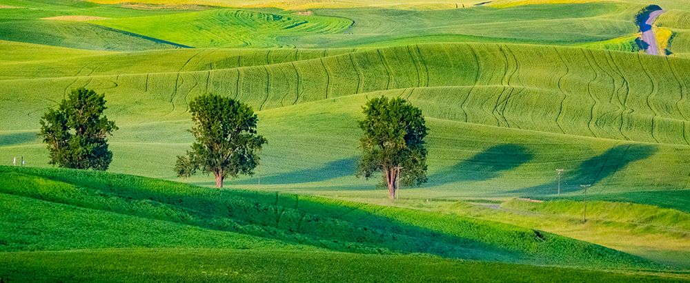 USA-Washington State-Palouse with three cottonwoods in field of green Winter Wheat art print by Sylvia Gulin for $57.95 CAD