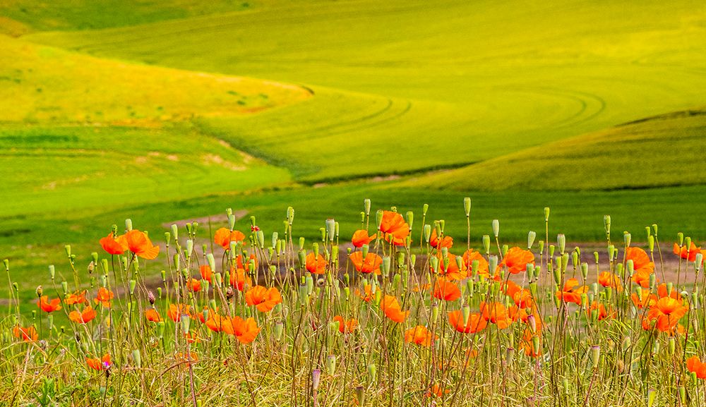 USA-Washington State-Palouse red poppies and yellow canola with landscape of wheat fields art print by Sylvia Gulin for $57.95 CAD