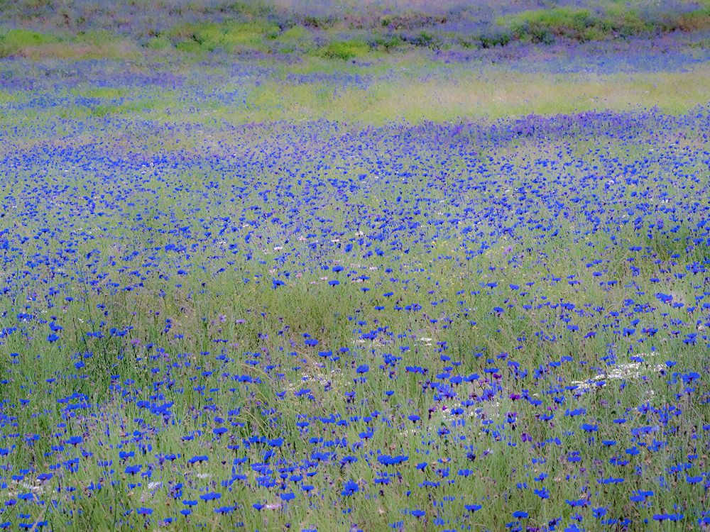 USA-Washington State-Palouse blue bachelor buttons in large field near Winona art print by Sylvia Gulin for $57.95 CAD