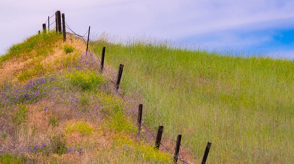 USA-Washington State-Palouse fence line near Winona with vetch and grasses art print by Sylvia Gulin for $57.95 CAD