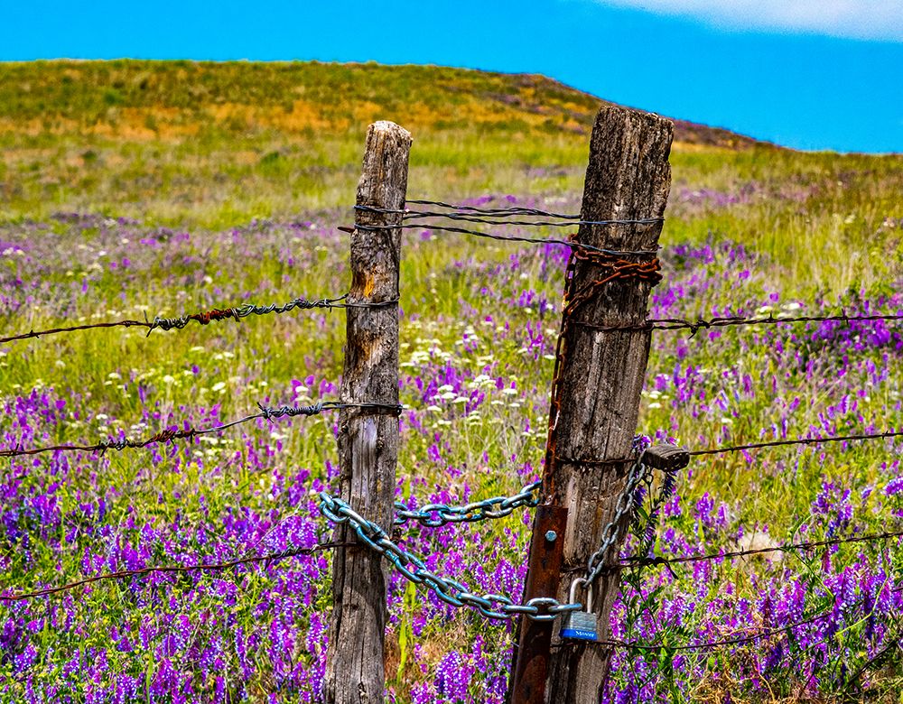 USA-Washington State-Benge and field of vetch blooming with wooden fenced gate and lock art print by Sylvia Gulin for $57.95 CAD