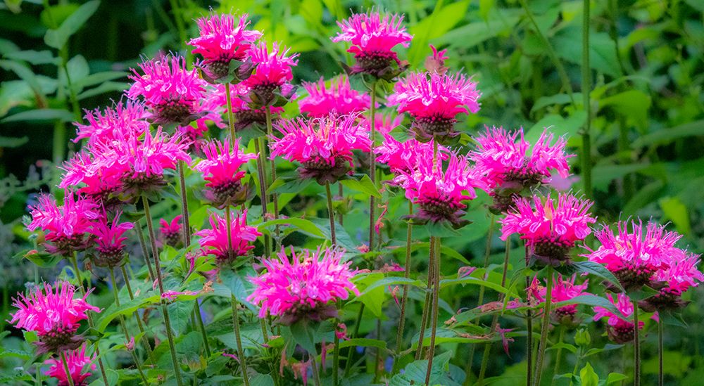 USA-Washington State-Sammamish and our garden with pink Bee Balm art print by Sylvia Gulin for $57.95 CAD