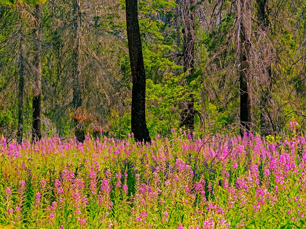 USA-Washington State-burnt forest and fire weed along Lake Cle Elum Washington Cascades art print by Sylvia Gulin for $57.95 CAD