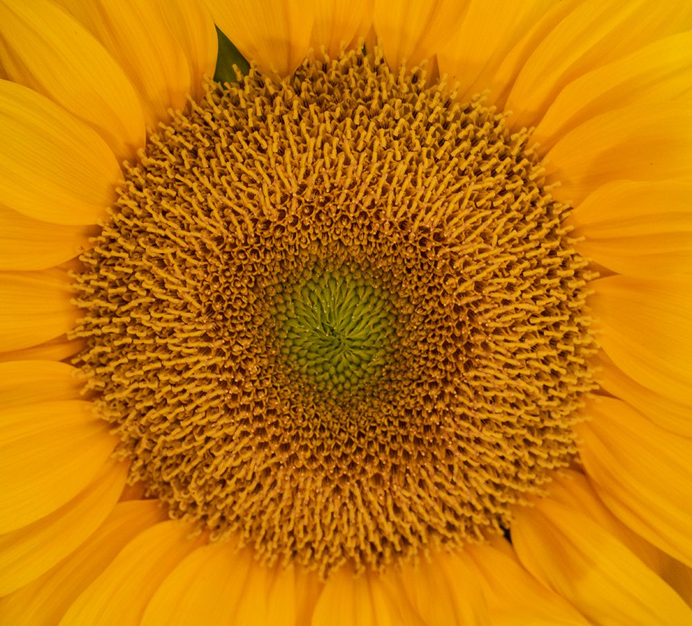 USA-Washington State-Pacific Northwest Sammamish Orange / yellow sunflower close up art print by Sylvia Gulin for $57.95 CAD