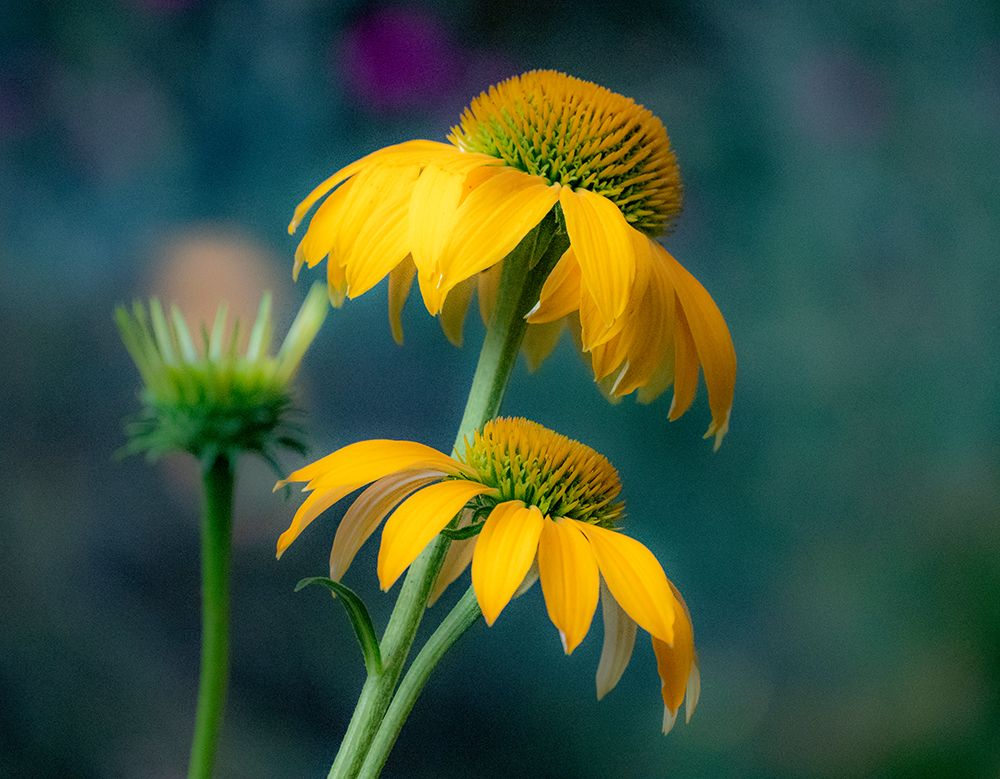 USA-Washington State-Pacific Northwest-Sammamish yellow cone flower art print by Sylvia Gulin for $57.95 CAD