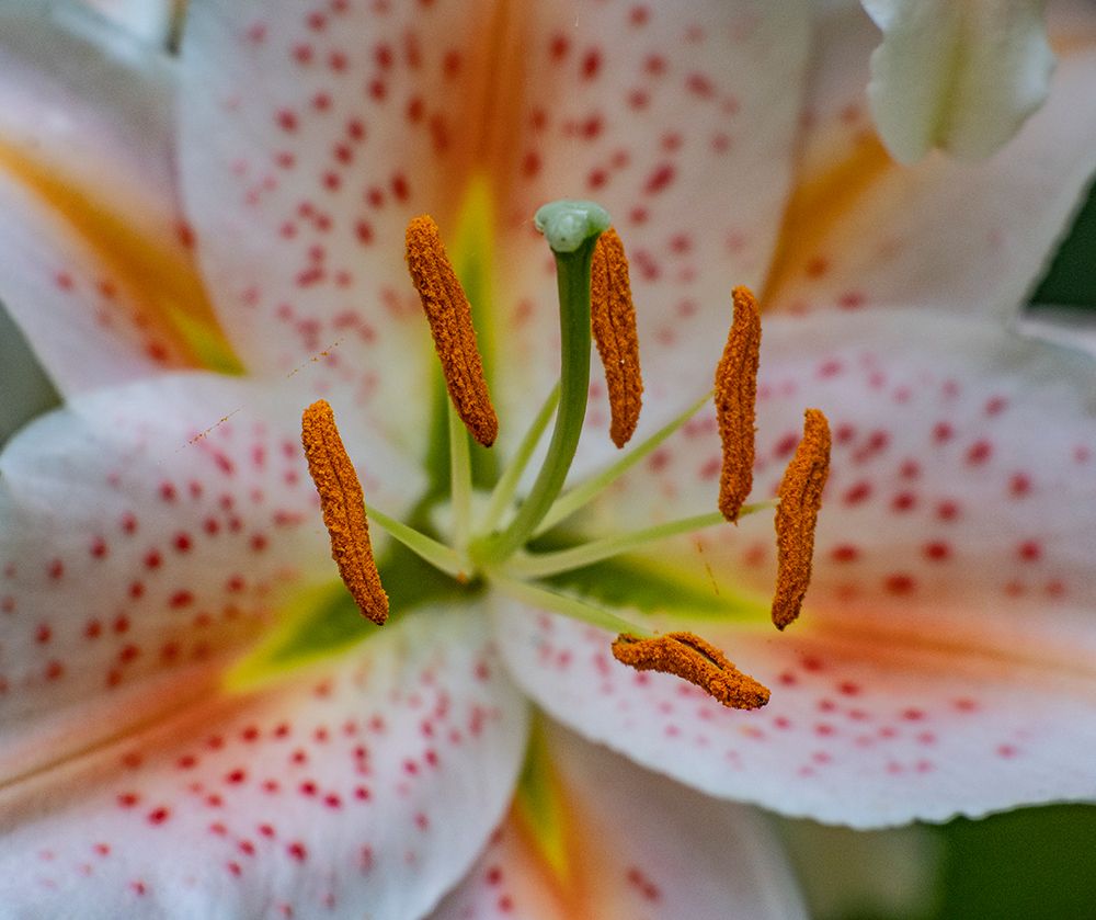 USA-Washington State-Pacific Northwest-Sammamish Oriental Lily close-up art print by Sylvia Gulin for $57.95 CAD