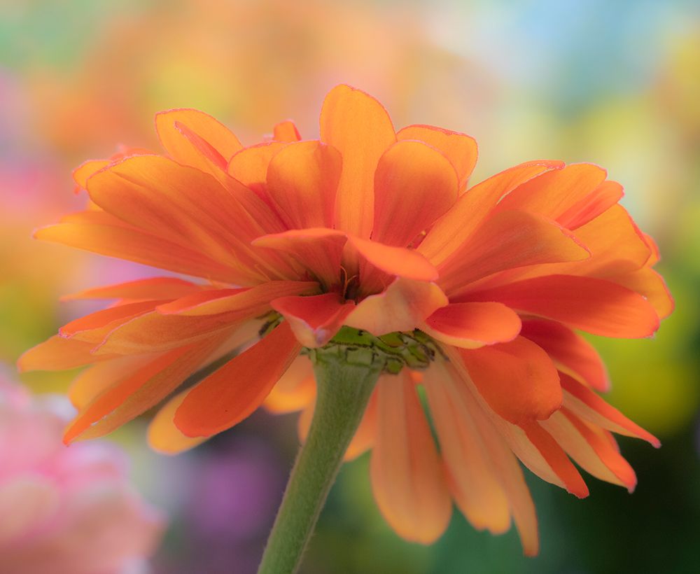 USA-Washington State-Pacific Northwest-Sammamish close-up of State Fair Zinnia art print by Sylvia Gulin for $57.95 CAD