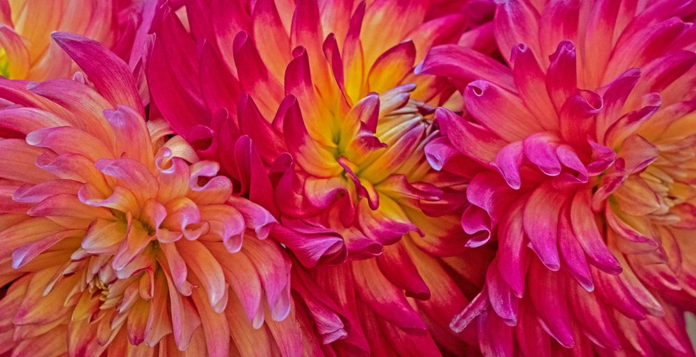 USA-Washington State-Pacific Northwest Sammamish Dahlia flowers in bloom art print by Sylvia Gulin for $57.95 CAD