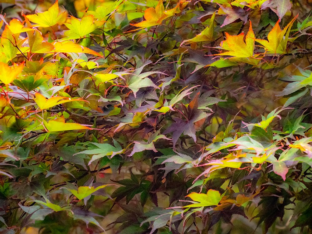 USA-Washington State-Sammamish Japanese Maple leaves art print by Sylvia Gulin for $57.95 CAD