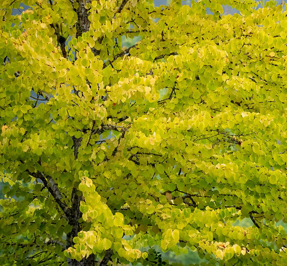 USA-Washington State-Bellevue Ginkgo Tree in Autumn colors art print by Sylvia Gulin for $57.95 CAD