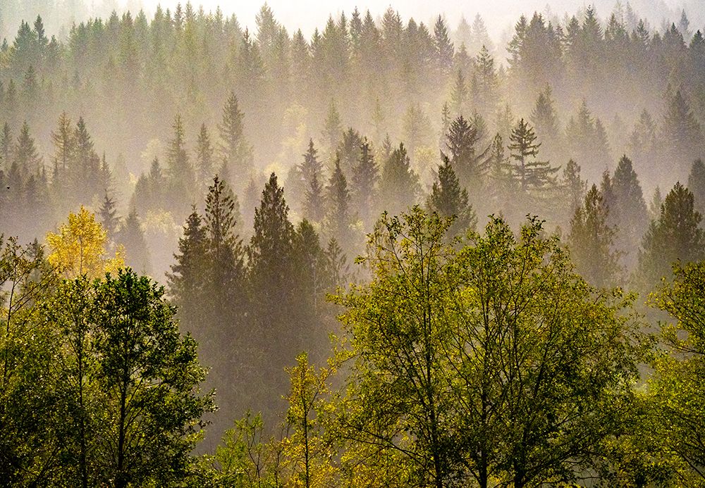 USA-Washington State-Preston Evergreens and Cottonwood trees lifting fog on hillside art print by Sylvia Gulin for $57.95 CAD