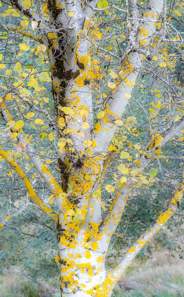 USA-Washington State-Bellevue birch trees with golden fall colors art print by Sylvia Gulin for $57.95 CAD