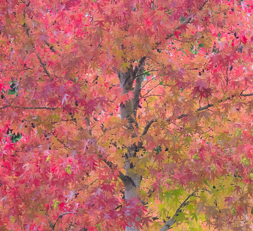 USA-Washington State-Issaquah with fall colored Maple trees along downtown roads art print by Sylvia Gulin for $57.95 CAD