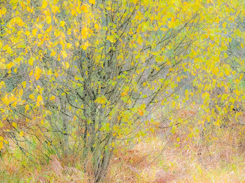 USA-Washington State-Bellevue alder tree golden/yellow fall colors art print by Sylvia Gulin for $57.95 CAD
