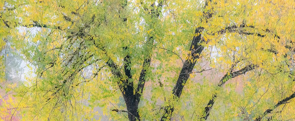 USA-Washington State-North Bend tree trunks and golden autumn leaves art print by Sylvia Gulin for $57.95 CAD