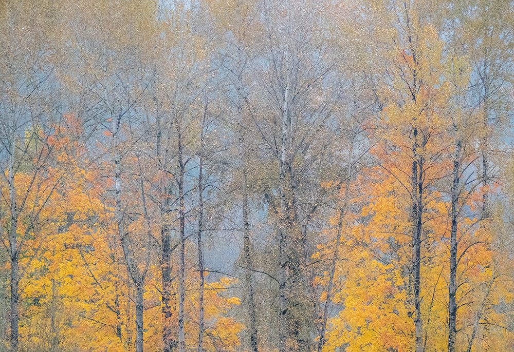 USA-Washington State-Preston-Cottonwoods and Big Leaf Maple trees in fall colors art print by Sylvia Gulin for $57.95 CAD
