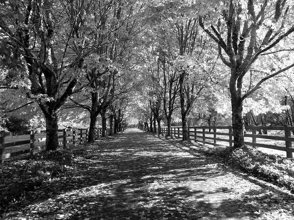 USA-Washington State-North Bend black and White maple tree lined driveway art print by Sylvia Gulin for $57.95 CAD
