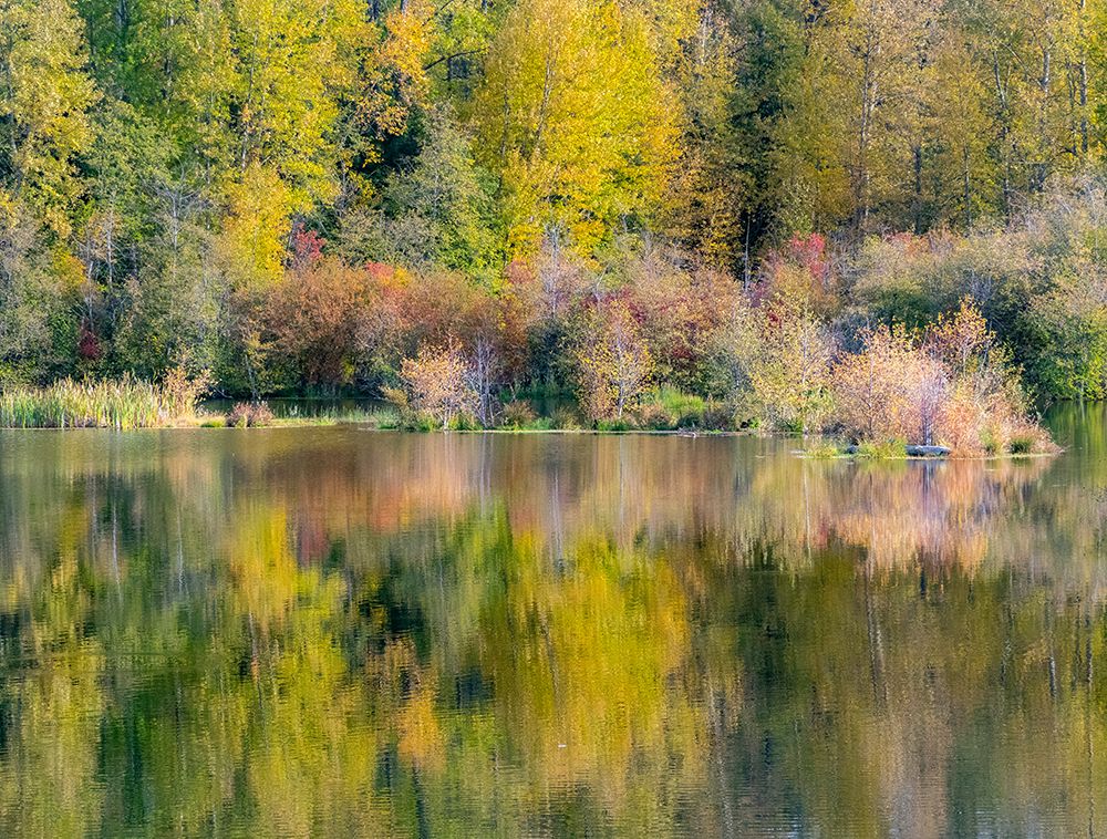 USA-Washington State-Easton and fall colors of Cottonwoods in small pond art print by Sylvia Gulin for $57.95 CAD