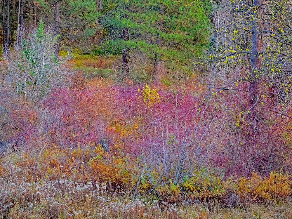 USA-Washington State-Swauk Creek just off of Highway 97 with fall colors on Vine Maple art print by Sylvia Gulin for $57.95 CAD
