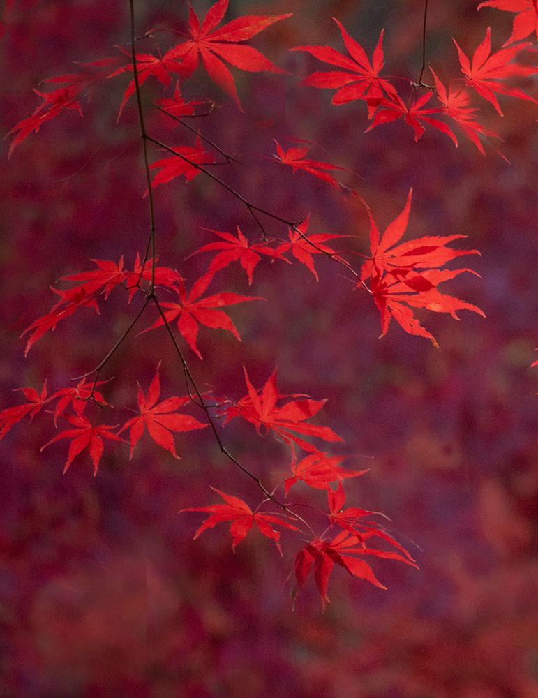 USA-Washington State-Pacific Northwest-Sammamish and red Japanese Maple leaves art print by Sylvia Gulin for $57.95 CAD