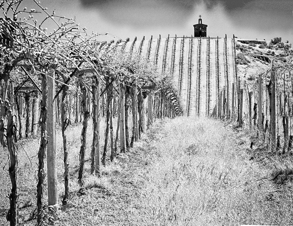 Spring vineyard and chapel on top of hill (PR) art print by Terry Eggers for $57.95 CAD