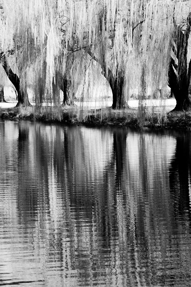 USA-Washington State-Eastern Washington-Weeping willow tree reflecting in pond art print by Terry Eggers for $57.95 CAD