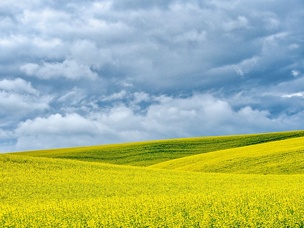 USA-Washington State-Palouse-Rolling hills of canola and wheat art print by Terry Eggers for $57.95 CAD
