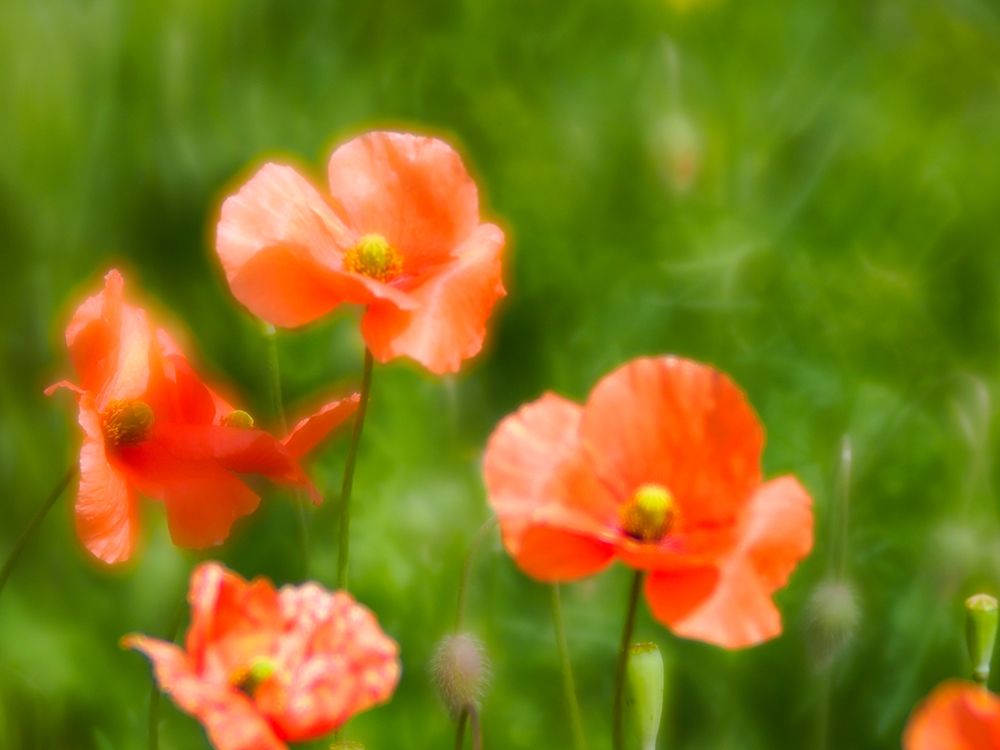 USA-Washington State-Spring Fire Poppies close up art print by Terry Eggers for $57.95 CAD