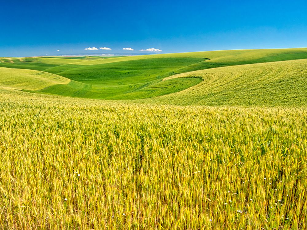 USA-Washington State-Palouse Region-Patterns in the fields of wheat art print by Terry Eggers for $57.95 CAD