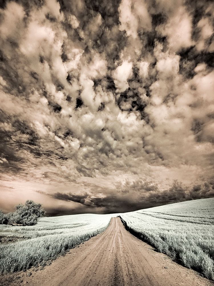 USA-Washington State-Palouse-Backcountry road through wheat field and clouds art print by Terry Eggers for $57.95 CAD