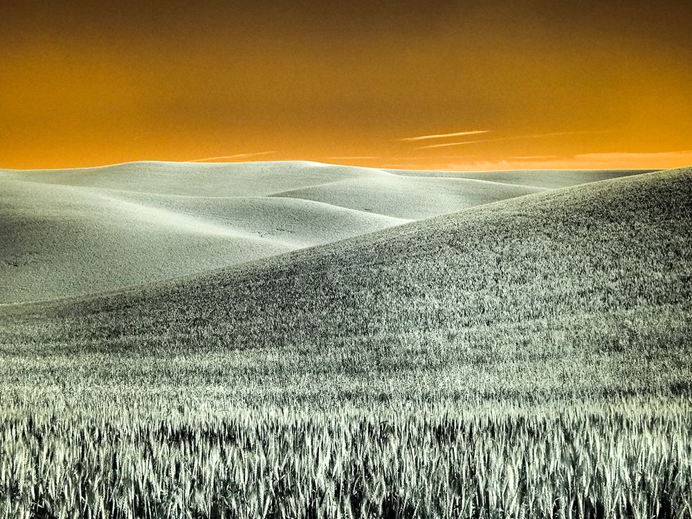 USA-Washington State-Palouse region-Rolling Hills of wheat art print by Terry Eggers for $57.95 CAD