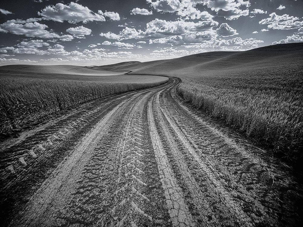 USA-Washington State-Palouse-Country backroad through spring crops art print by Terry Eggers for $57.95 CAD