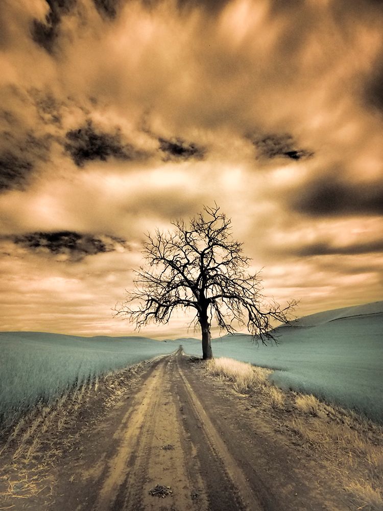 USA-Washington State-Palouse Infrared of lone tree along side country road art print by Terry Eggers for $57.95 CAD