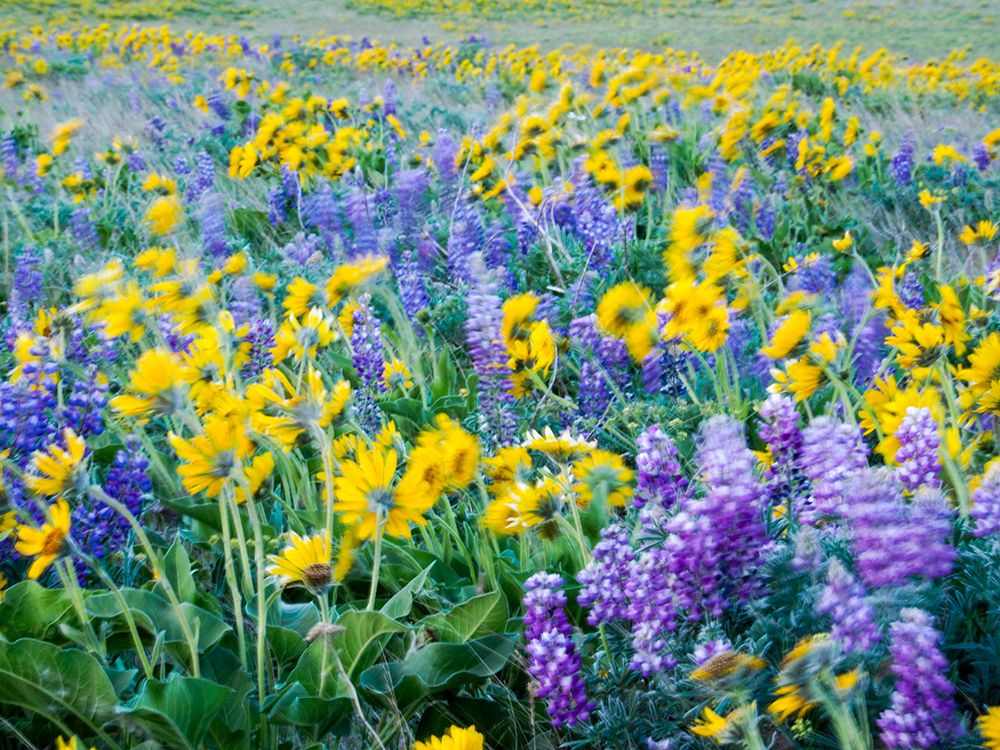USA-Washington State Arrowleaf balsamroot and lupine art print by Terry Eggers for $57.95 CAD