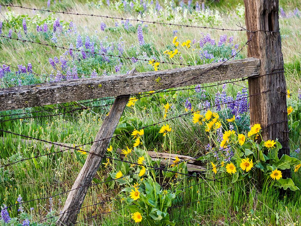 USA-Washington State Fence line with spring wildflowers art print by Terry Eggers for $57.95 CAD