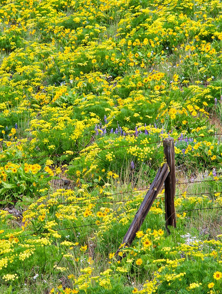 USA-Washington State Fence line and wildflowers art print by Terry Eggers for $57.95 CAD