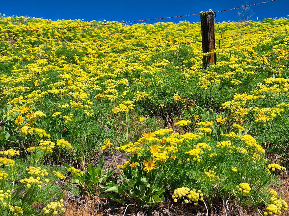 USA-Washington State Fence line and wildflowers art print by Terry Eggers for $57.95 CAD