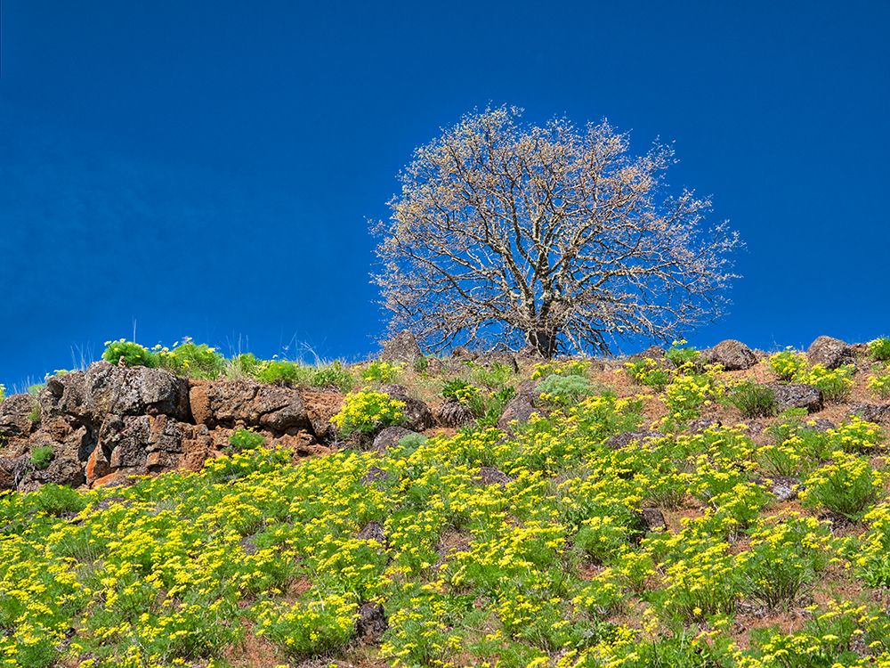 USA-Washington State Lone Tree on hillside with spring wildflowers art print by Terry Eggers for $57.95 CAD
