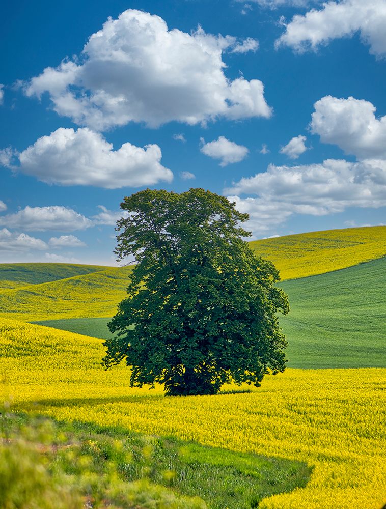 USA-Washington State-Palouse Region Lone tree in canola field with field road running through art print by Terry Eggers for $57.95 CAD