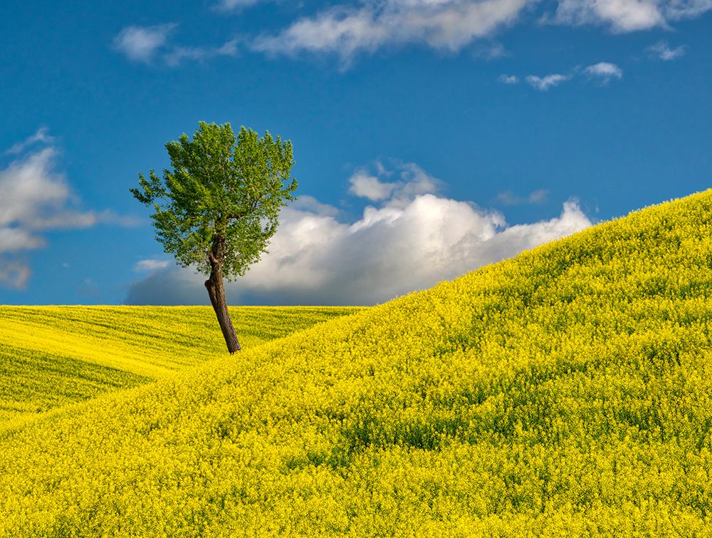 USA-Washington State-Palouse Region Lone tree in canola crop art print by Terry Eggers for $57.95 CAD