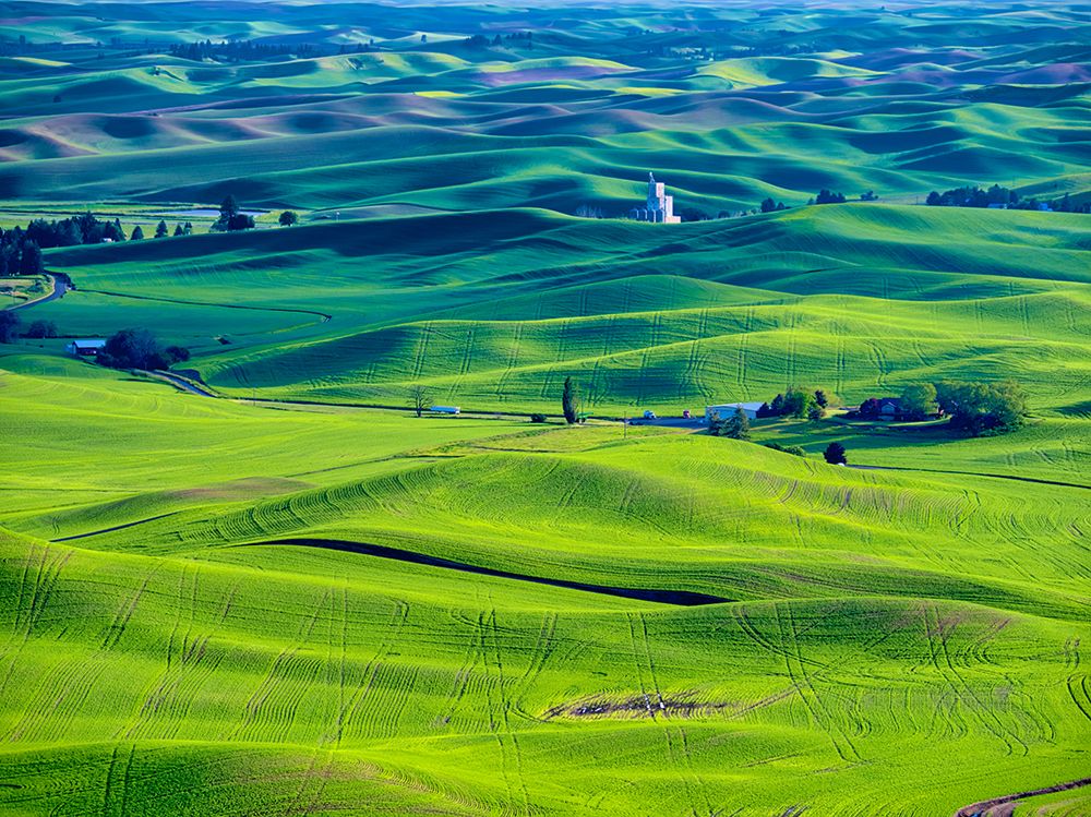 USA-Washington State-Palouse Region Rolling green hills of wheat art print by Terry Eggers for $57.95 CAD