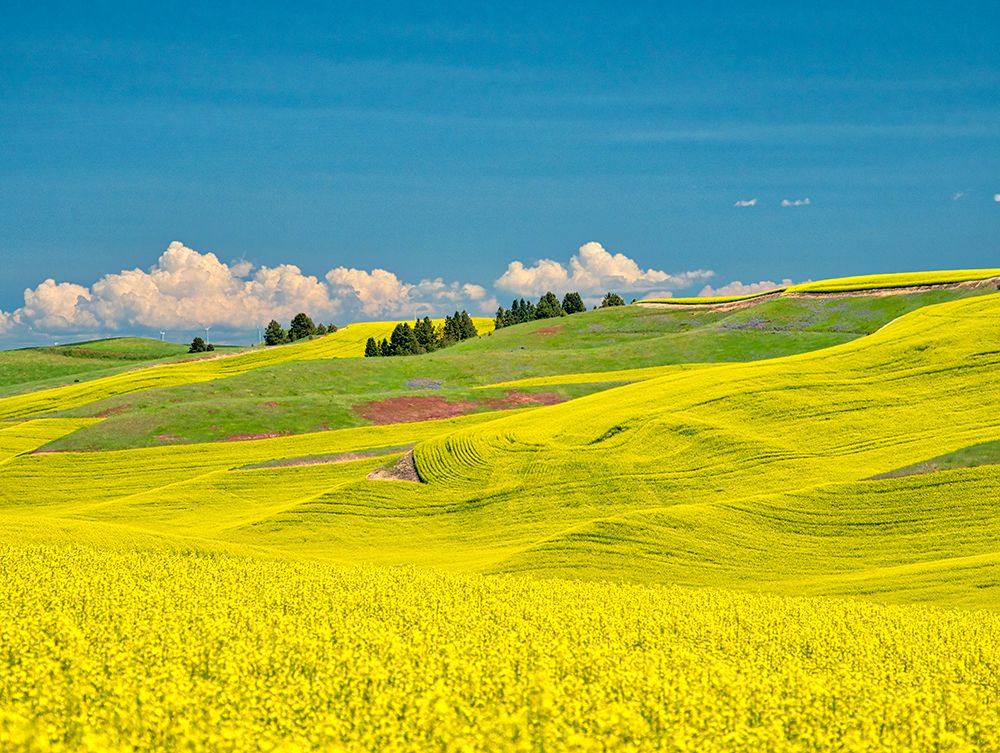 USA-Washington State-Palouse Region Spring canola field with contours and lines art print by Terry Eggers for $57.95 CAD