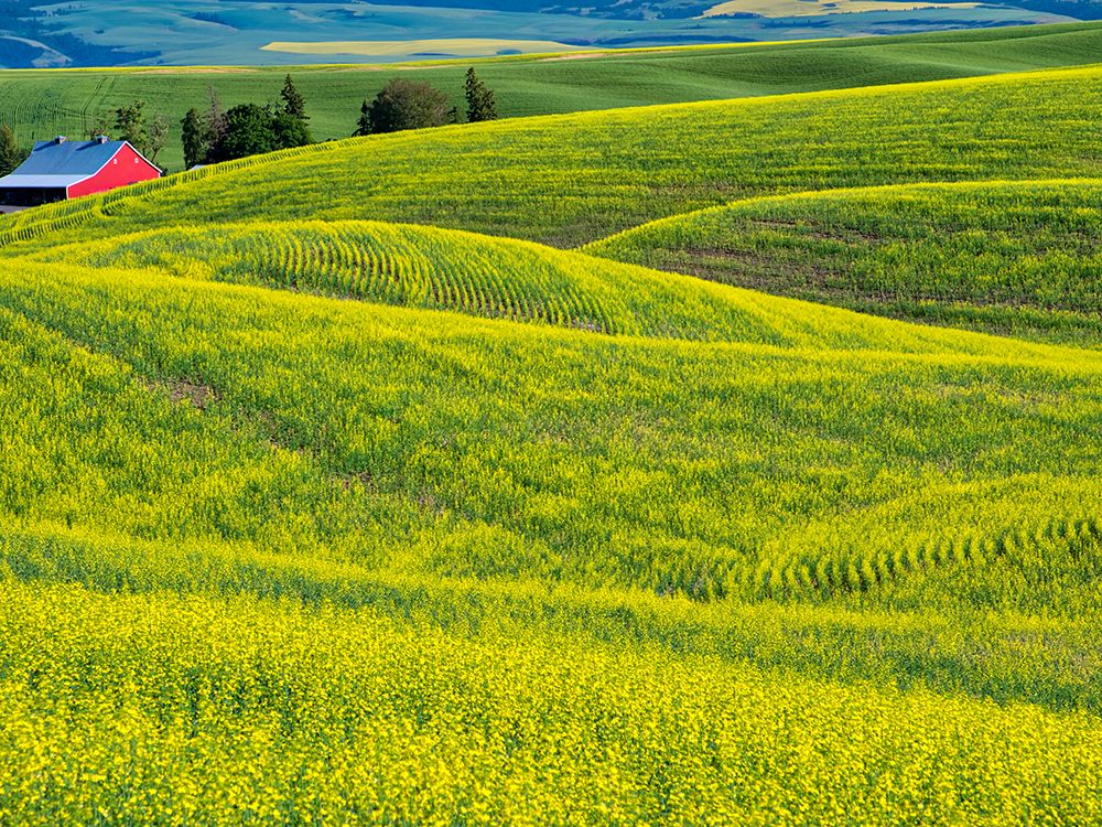 USA-Washington State-Palouse Region Rolling hills of canola art print by Terry Eggers for $57.95 CAD
