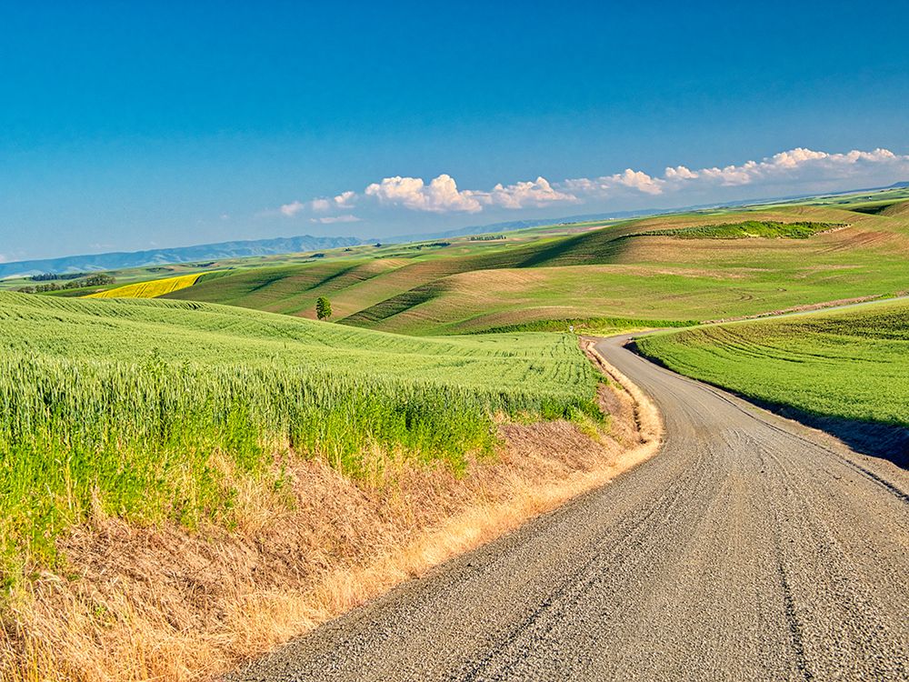 USA-Washington State-Palouse Region Country backroad art print by Terry Eggers for $57.95 CAD