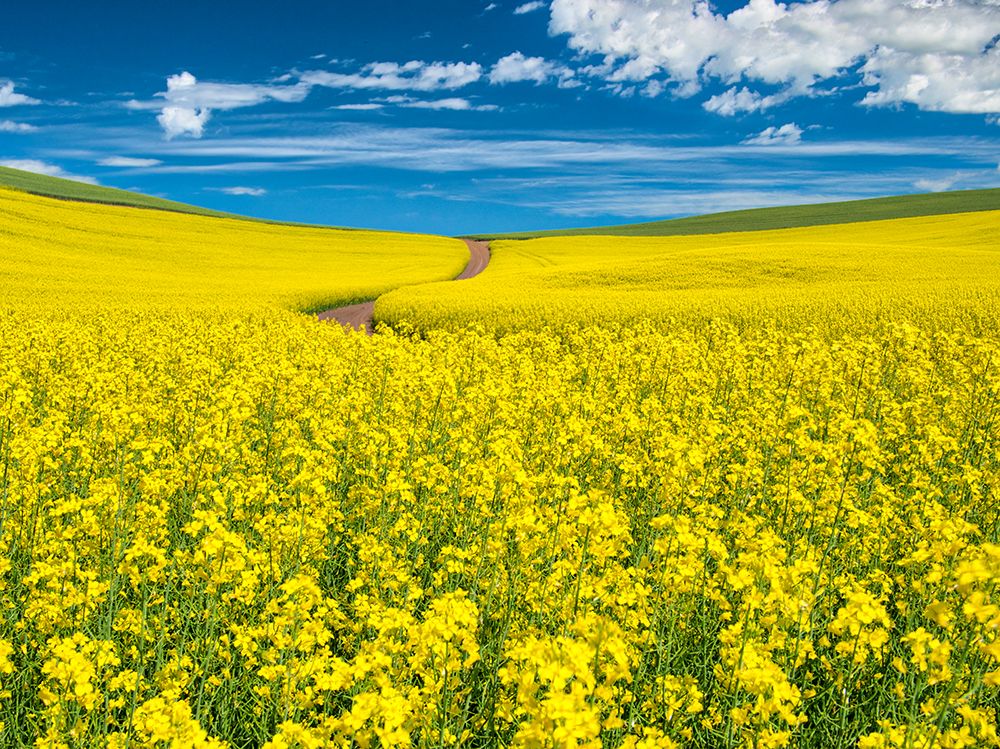 USA-Washington State-Palouse Region Backcountry road winding through canola field art print by Terry Eggers for $57.95 CAD