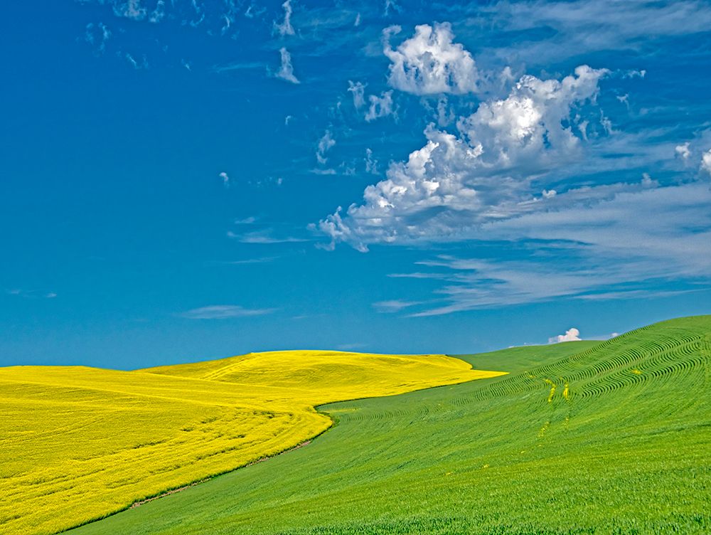 USA-Washington State-Palouse Region Canola and wheat fields winding up a hill art print by Terry Eggers for $57.95 CAD
